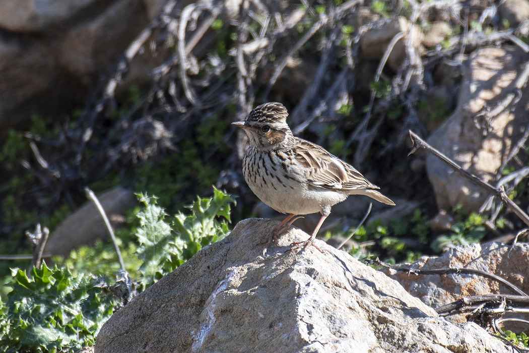 Wood Lark